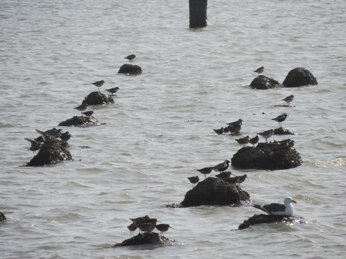 Black-bellied Plover - ML97548531