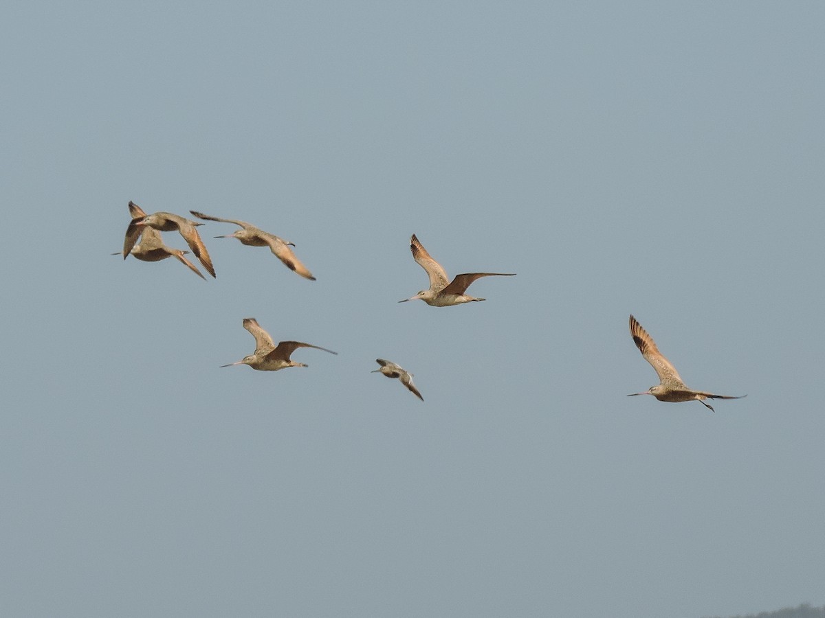 Marbled Godwit - ML97548731