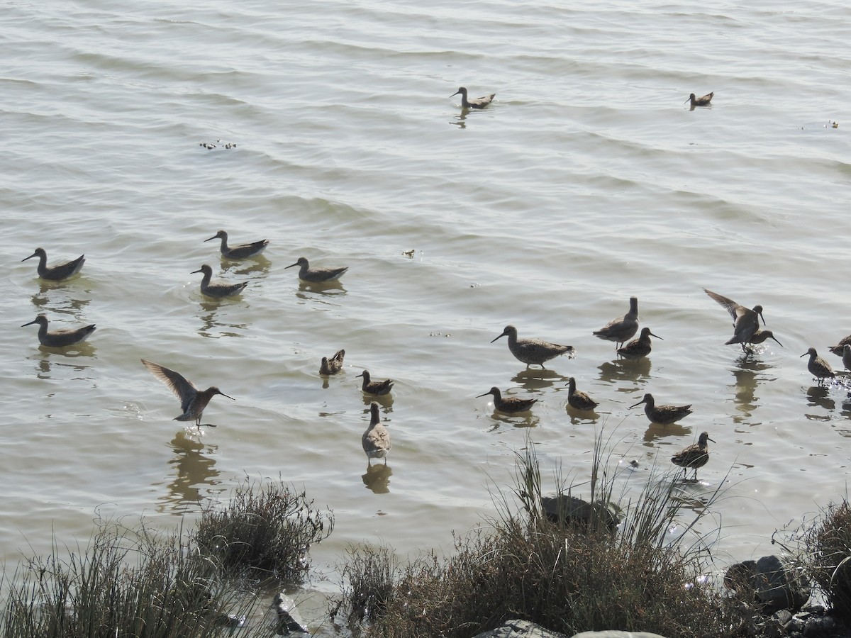 Willet - Sylvia Maulding