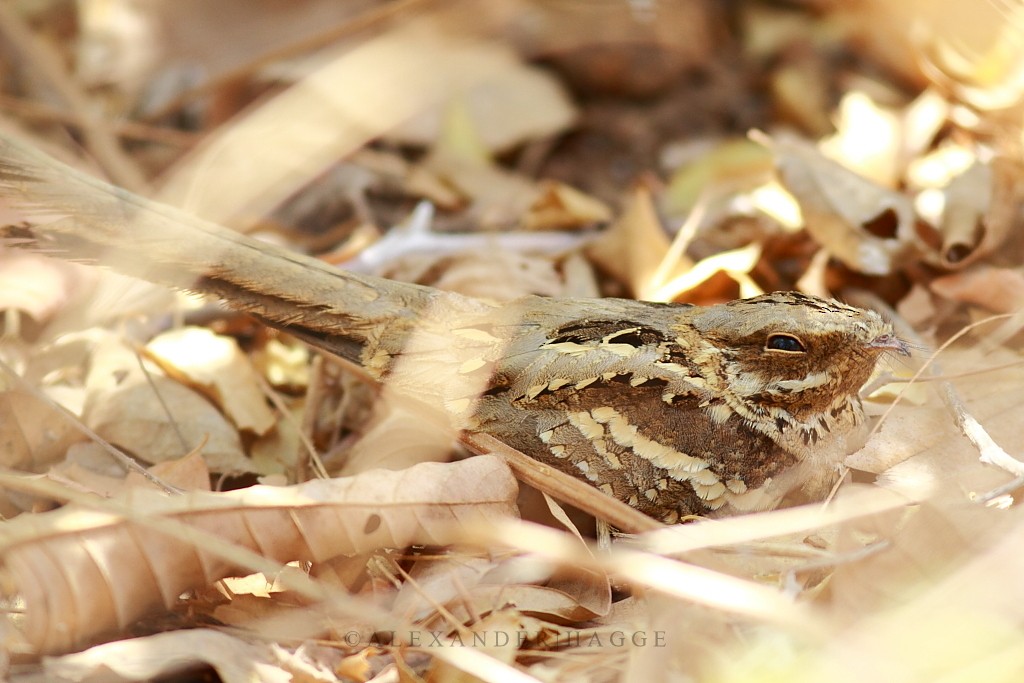 Long-tailed Nightjar - ML97549351