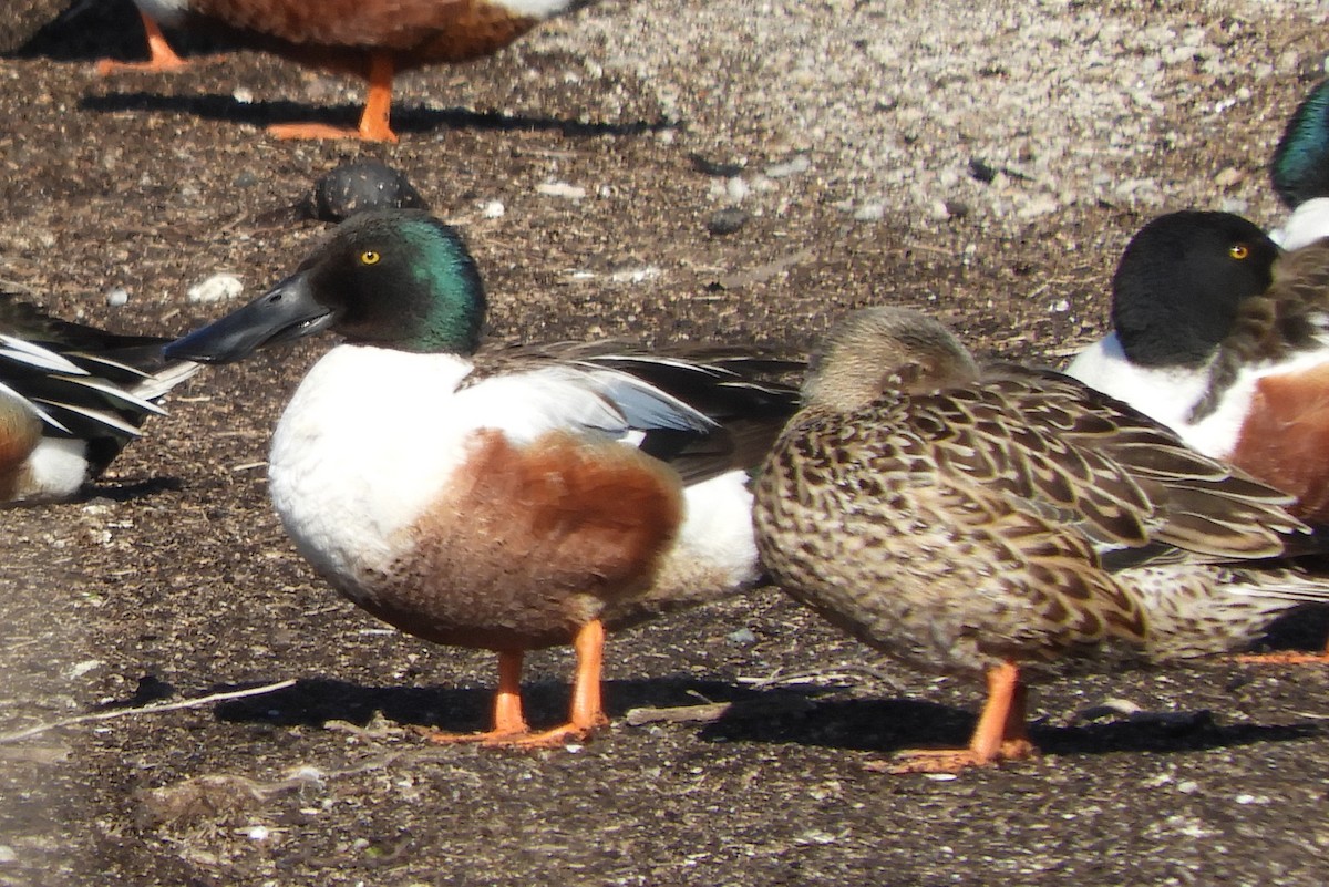 Northern Shoveler - Susan Voelker