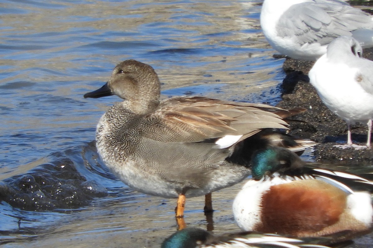 Gadwall - Susan Voelker