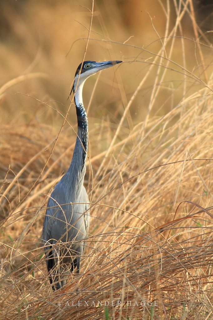 Black-headed Heron - ML97550621