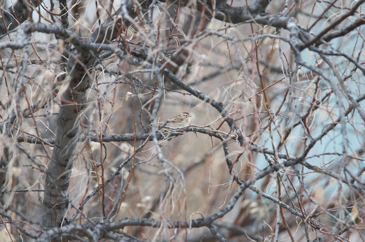 Clay-colored Sparrow - ML97551671