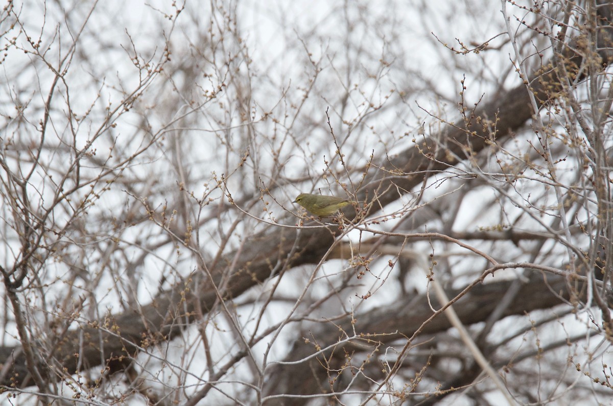 Orange-crowned Warbler - ML97551741