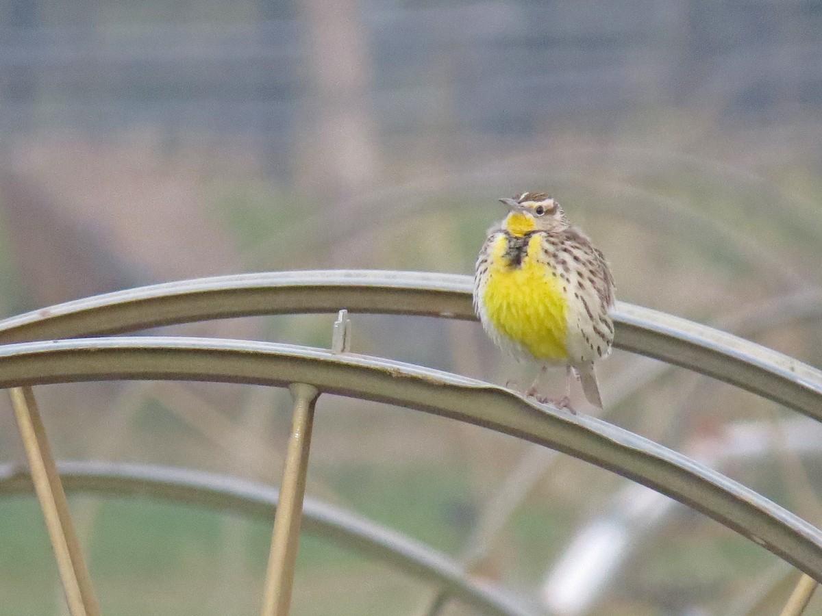 Western Meadowlark - ML97552771