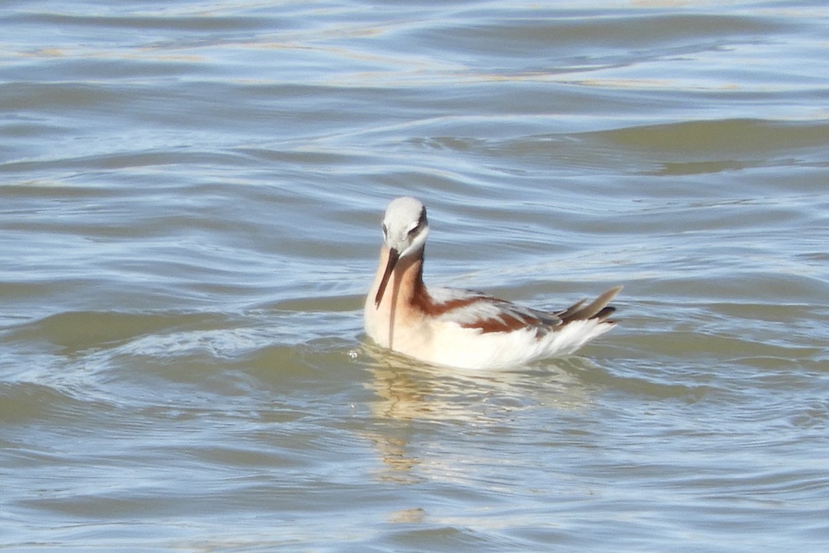 Falaropo Tricolor - ML97553071