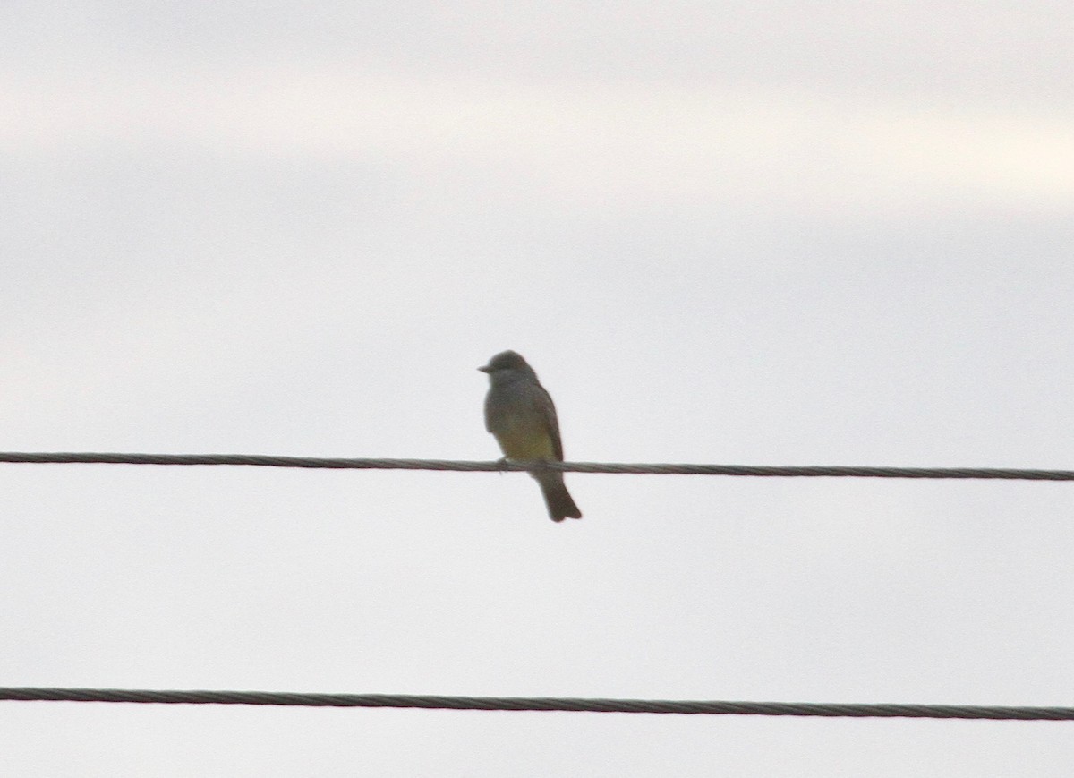 Cassin's Kingbird - ML97553351