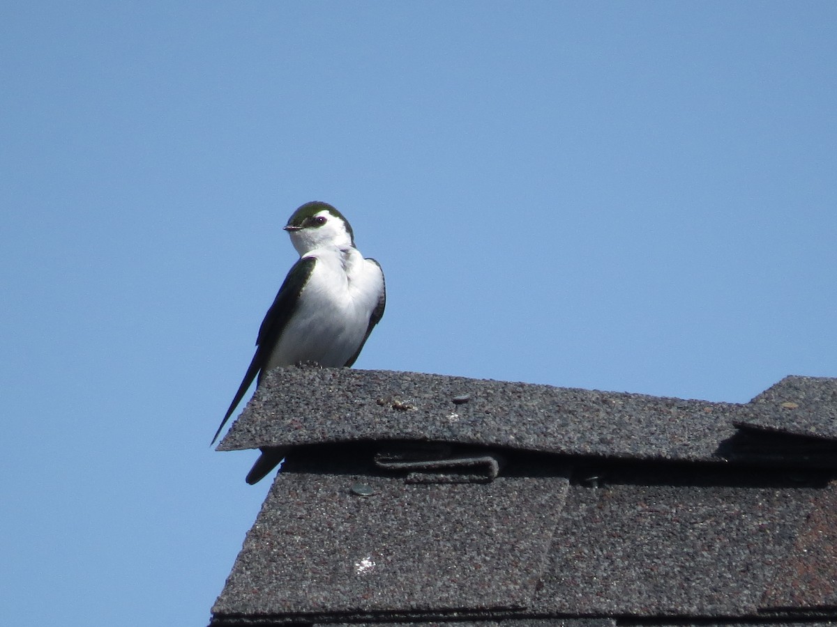 Hirondelle à face blanche - ML97554051