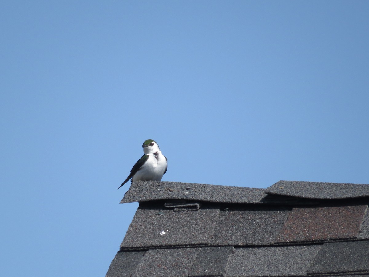 Violet-green Swallow - Ian Hearn