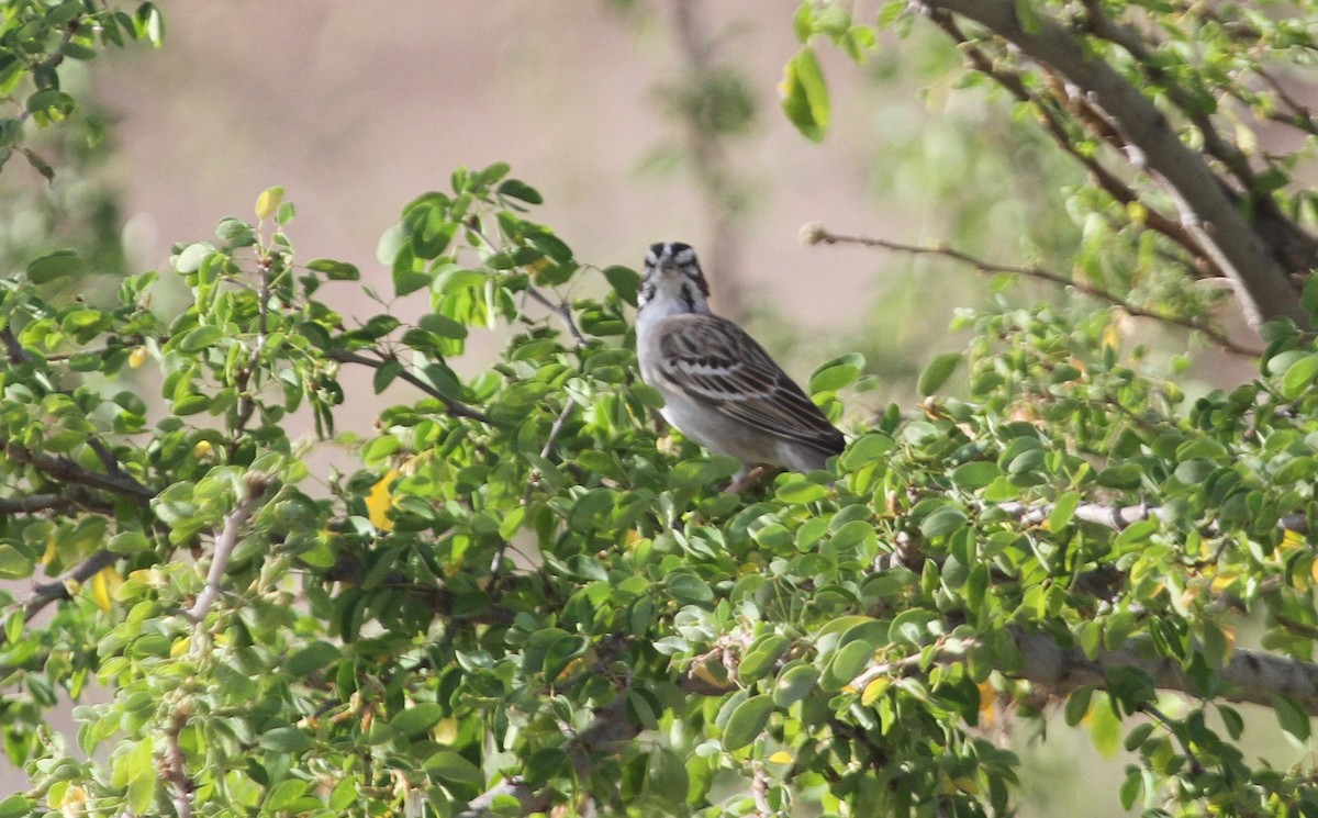 Lark Sparrow - ML97554161