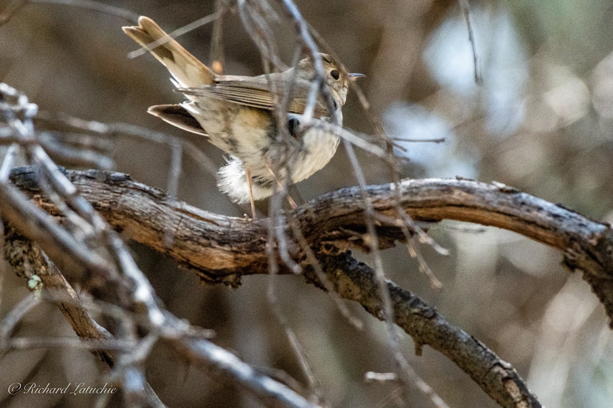 Swainson's Thrush - ML97554181