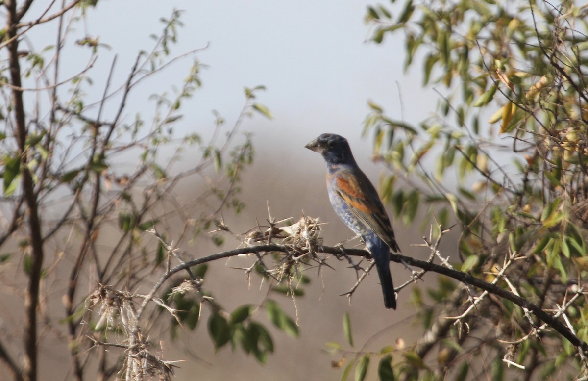 Blue Grosbeak - Ryan Terrill