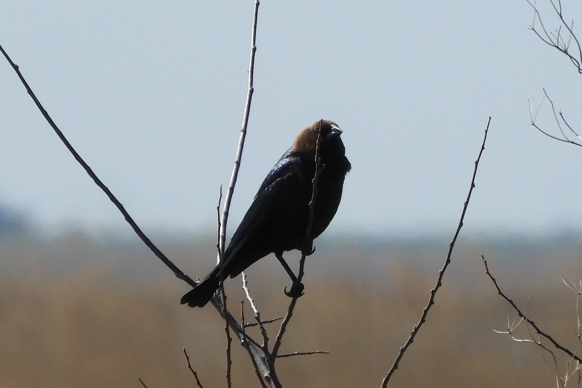 Brown-headed Cowbird - Susan Voelker