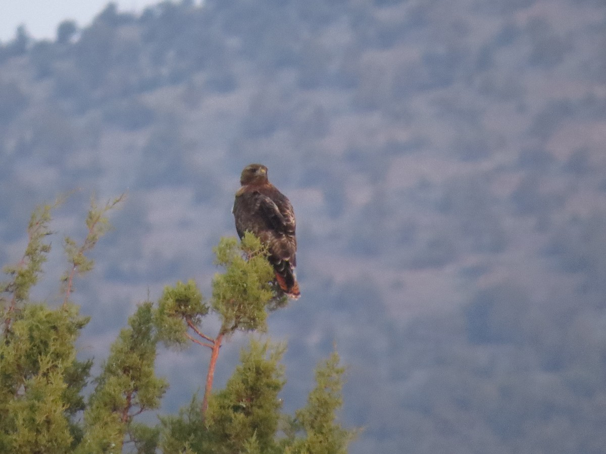 Buse à queue rousse (calurus/alascensis) - ML97554861