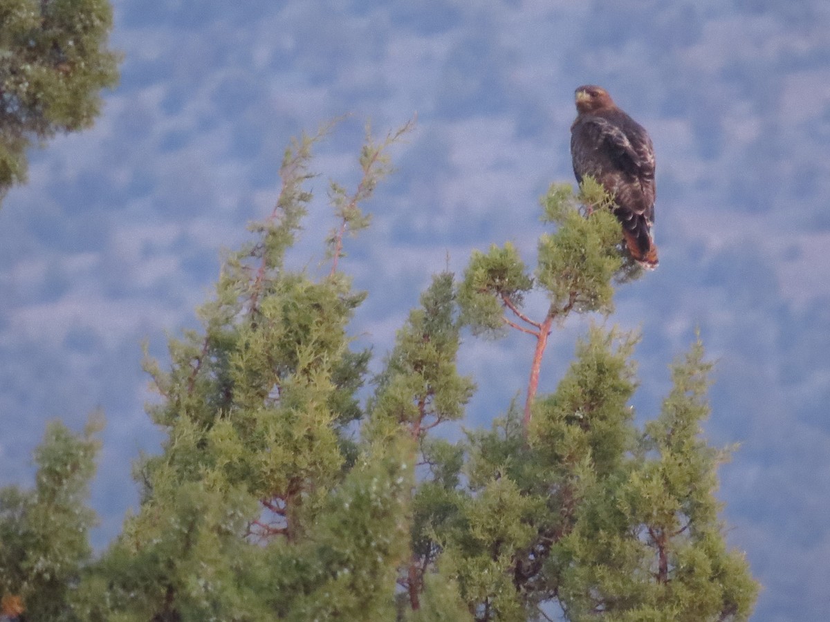 Red-tailed Hawk (calurus/alascensis) - ML97554891