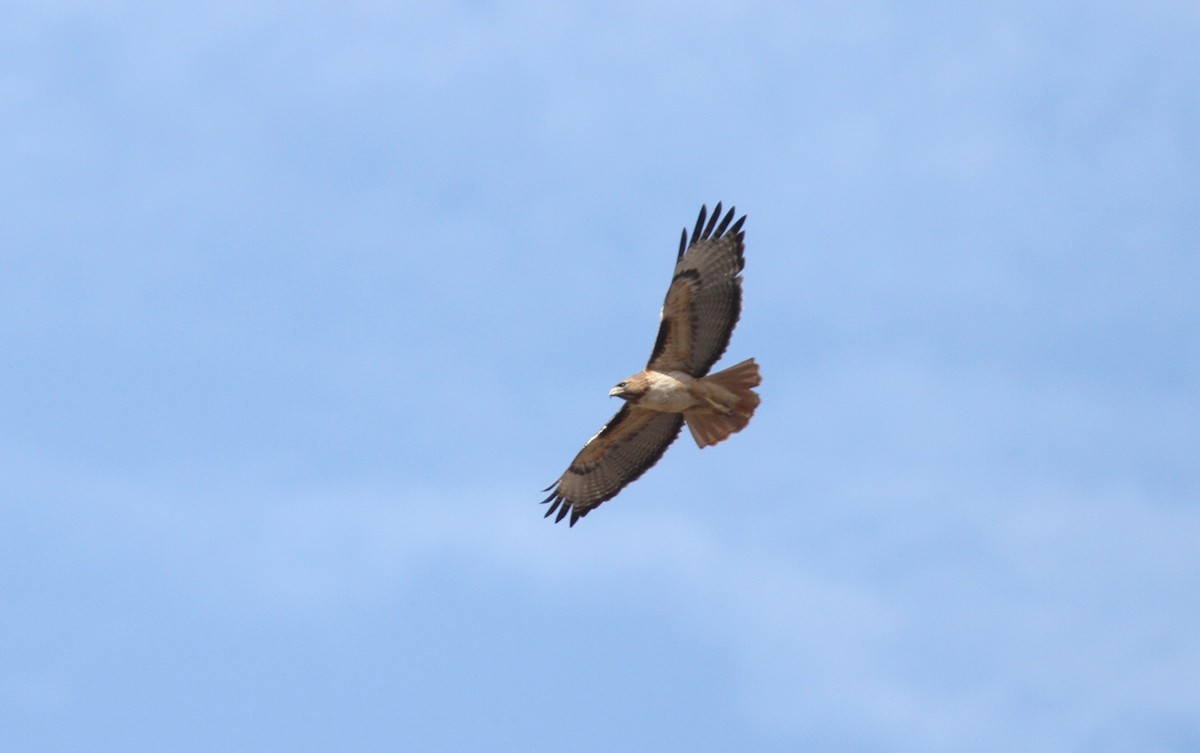 Red-tailed Hawk - Ryan Terrill