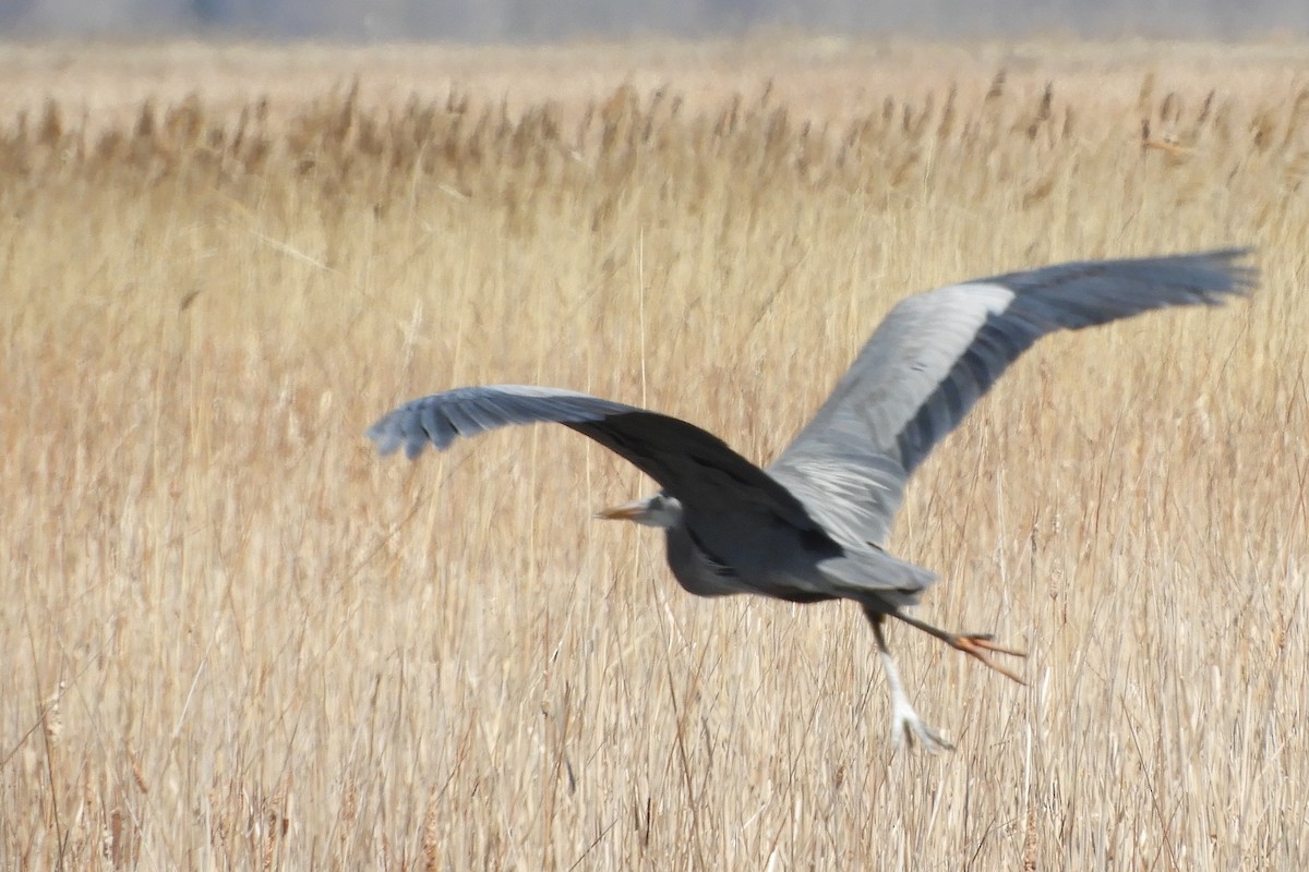 Garza Azulada - ML97555141