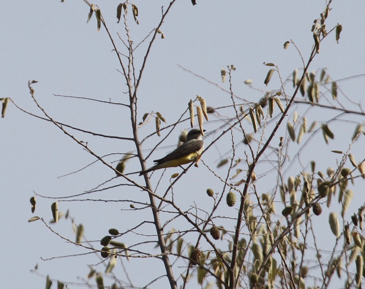 Western Kingbird - Ryan Terrill