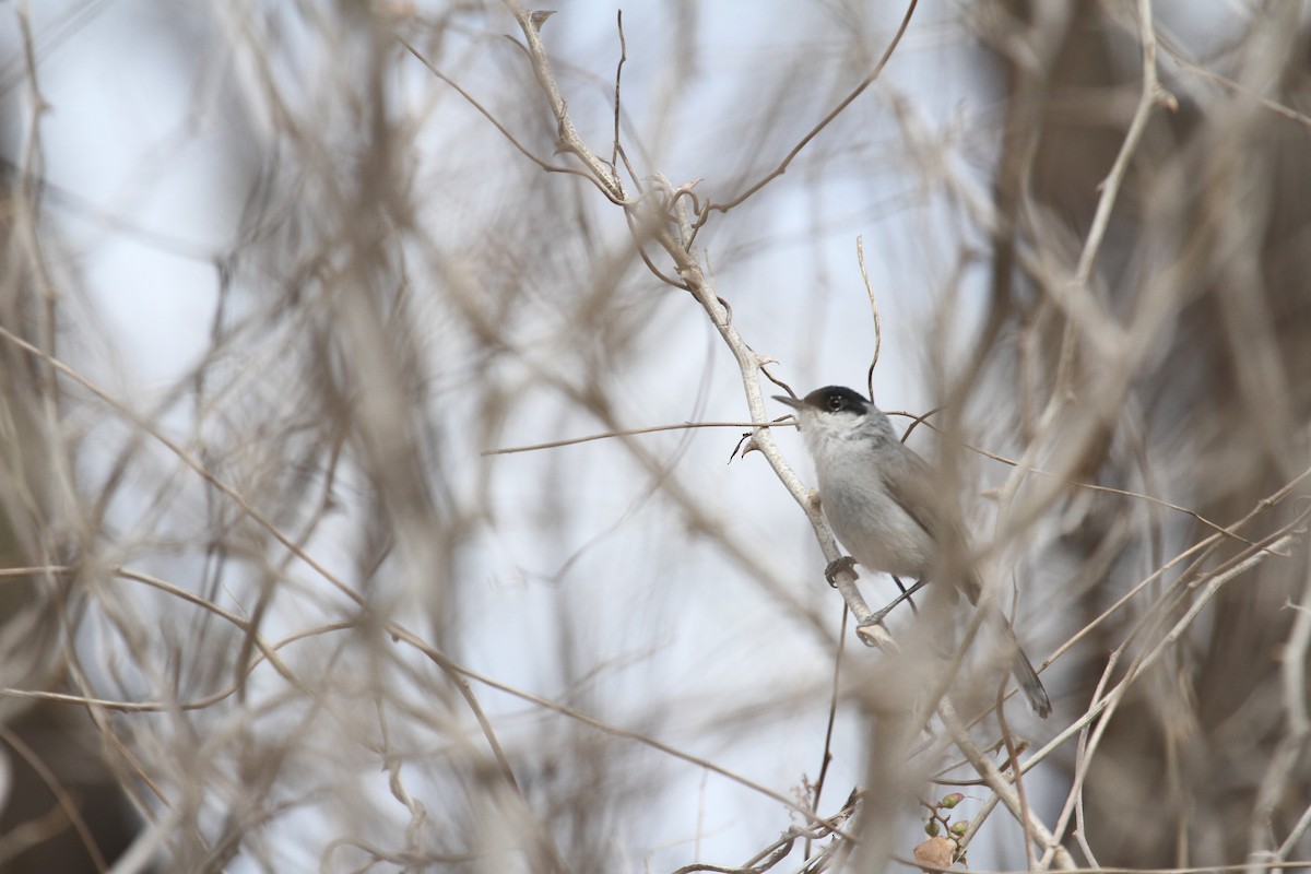 Black-capped Gnatcatcher - ML97556311