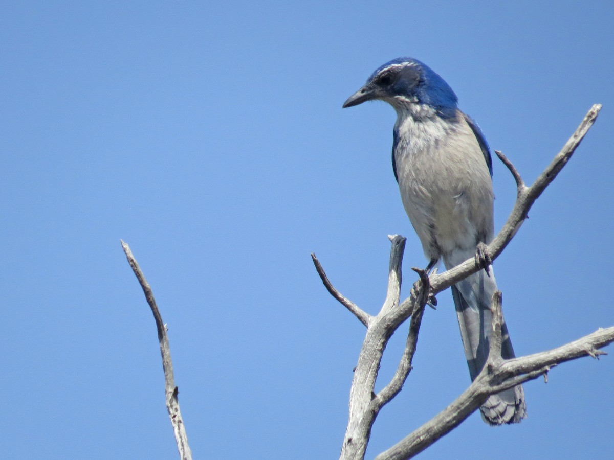 California Scrub-Jay - ML97556621