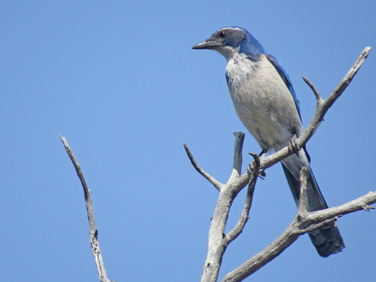 California Scrub-Jay - ML97556631