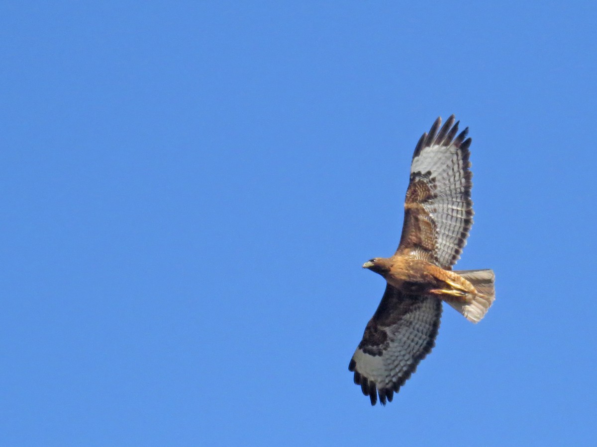 Rotschwanzbussard (calurus/alascensis) - ML97556721