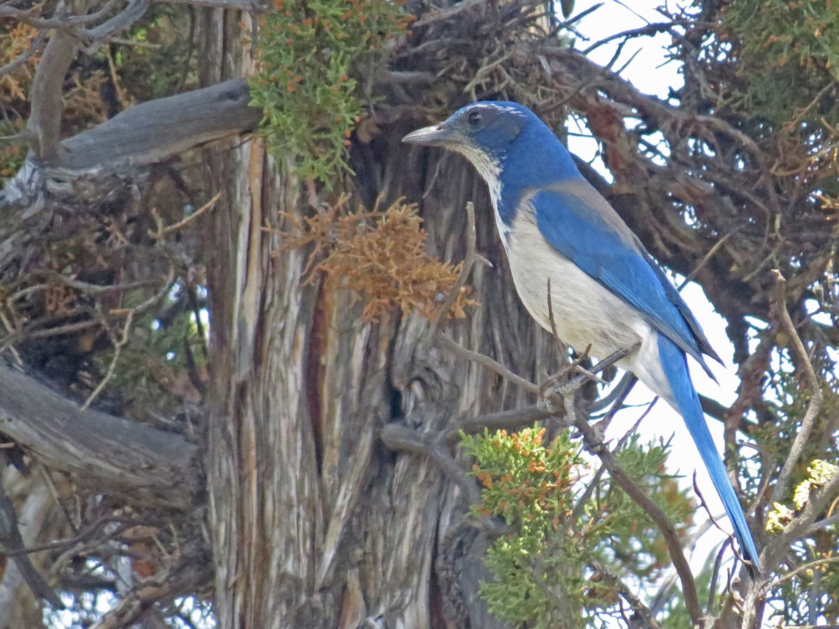 California Scrub-Jay - ML97556731