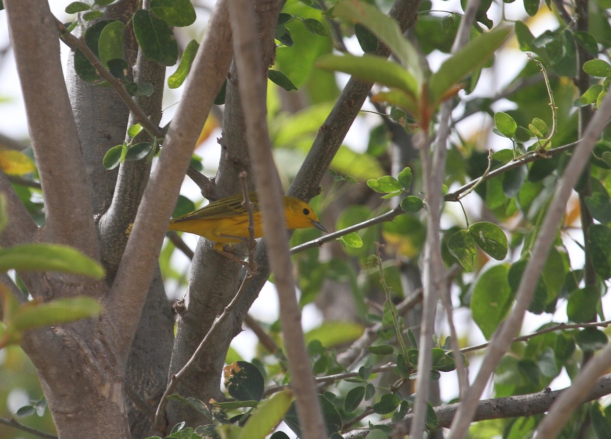 Yellow Warbler - Ryan Terrill