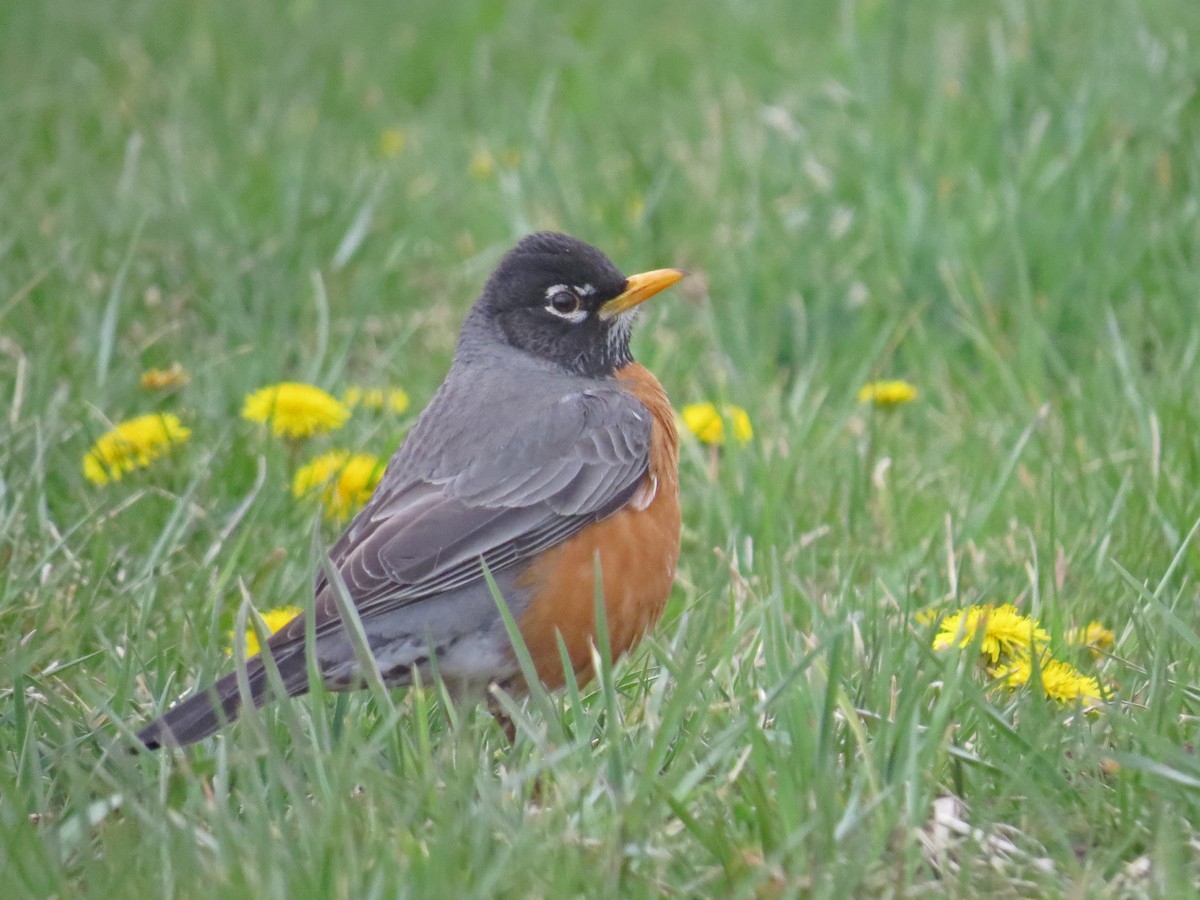 American Robin - ML97557371