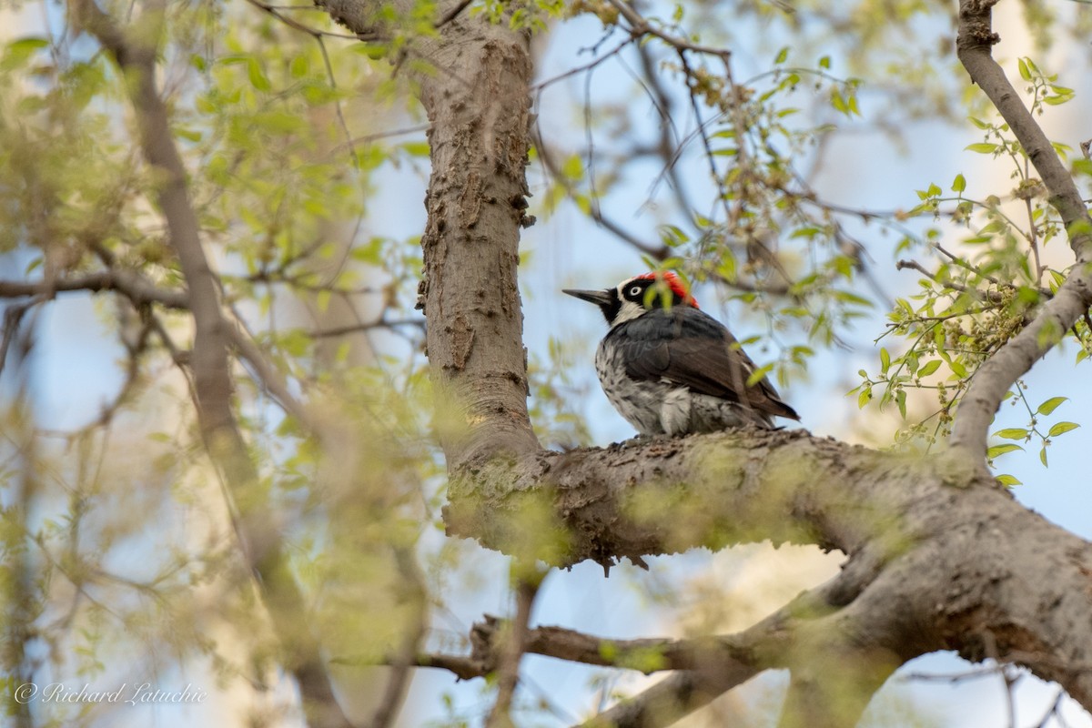 Acorn Woodpecker - Richard Latuchie