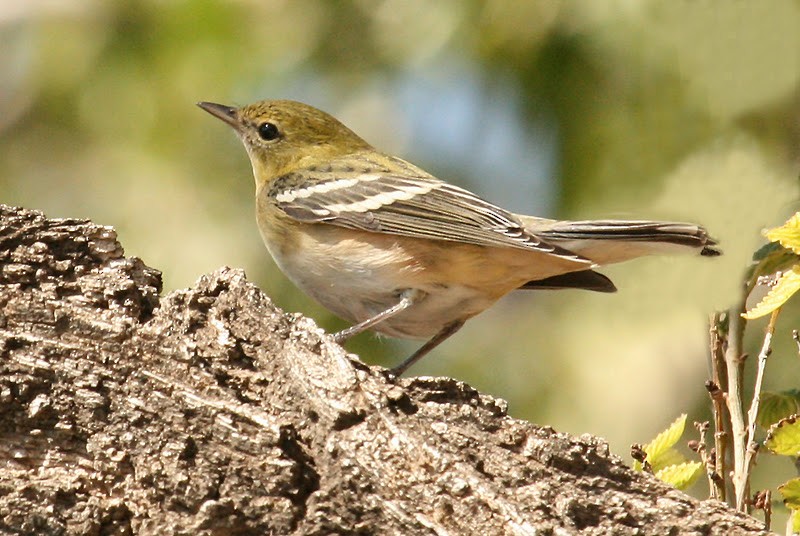 Bay-breasted Warbler - ML97558591