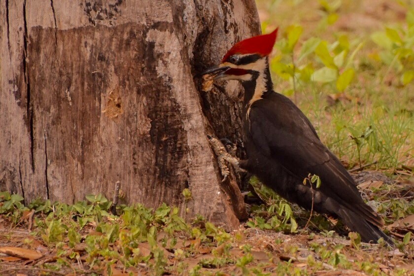 Pileated Woodpecker - ML97559831