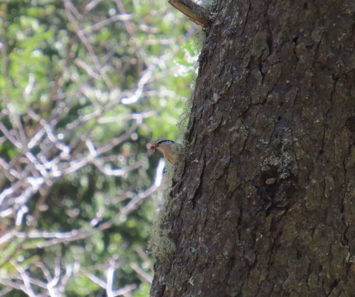 Red-breasted Nuthatch - ML97560441