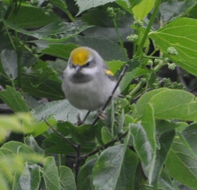 Golden-winged Warbler - M.K. McManus-Muldrow