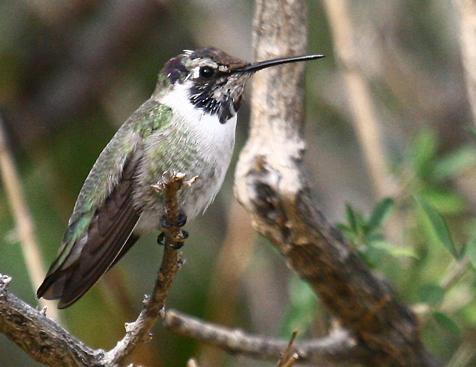 Costa's Hummingbird - Carolyn Ohl, cc