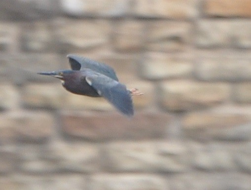 Green Heron - ML97561961