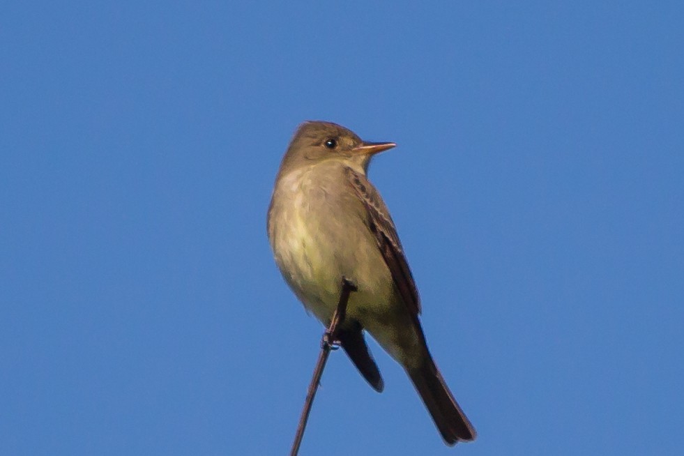 Eastern Wood-Pewee - Sue Smith