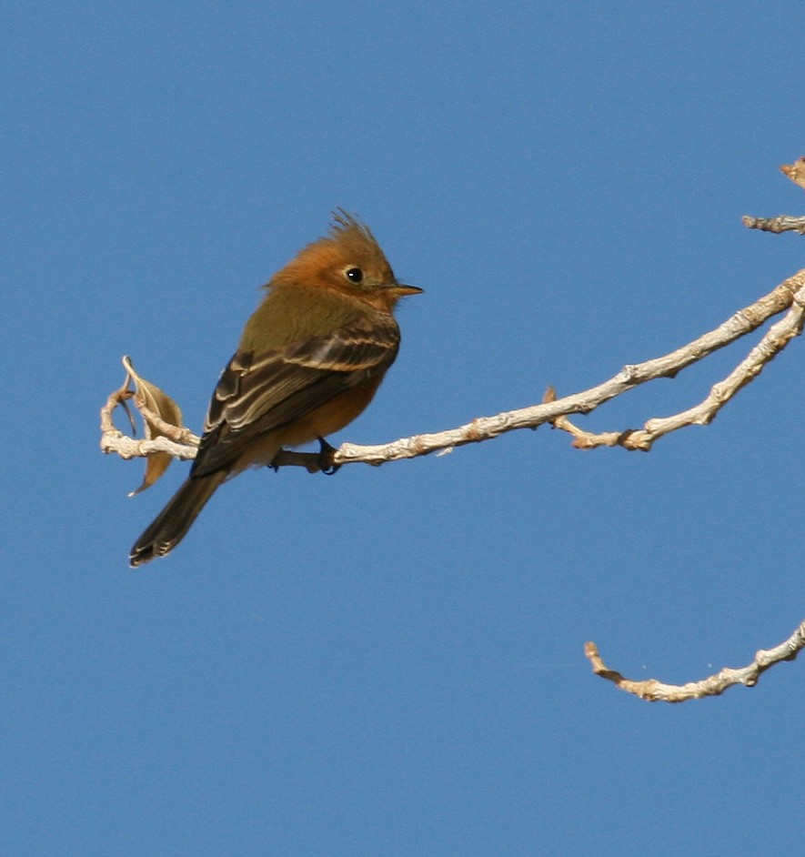 Tufted Flycatcher - ML97563611