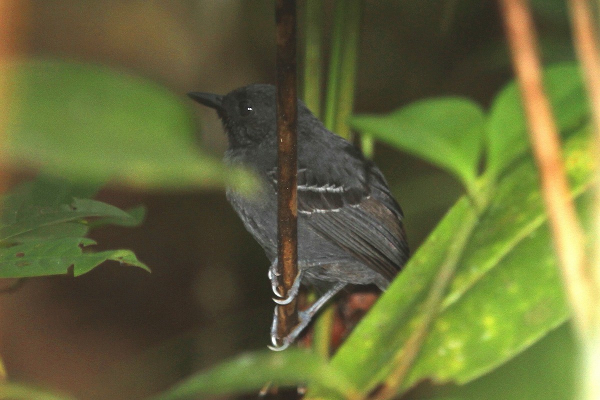 Allpahuayo Antbird - Stephen Gast