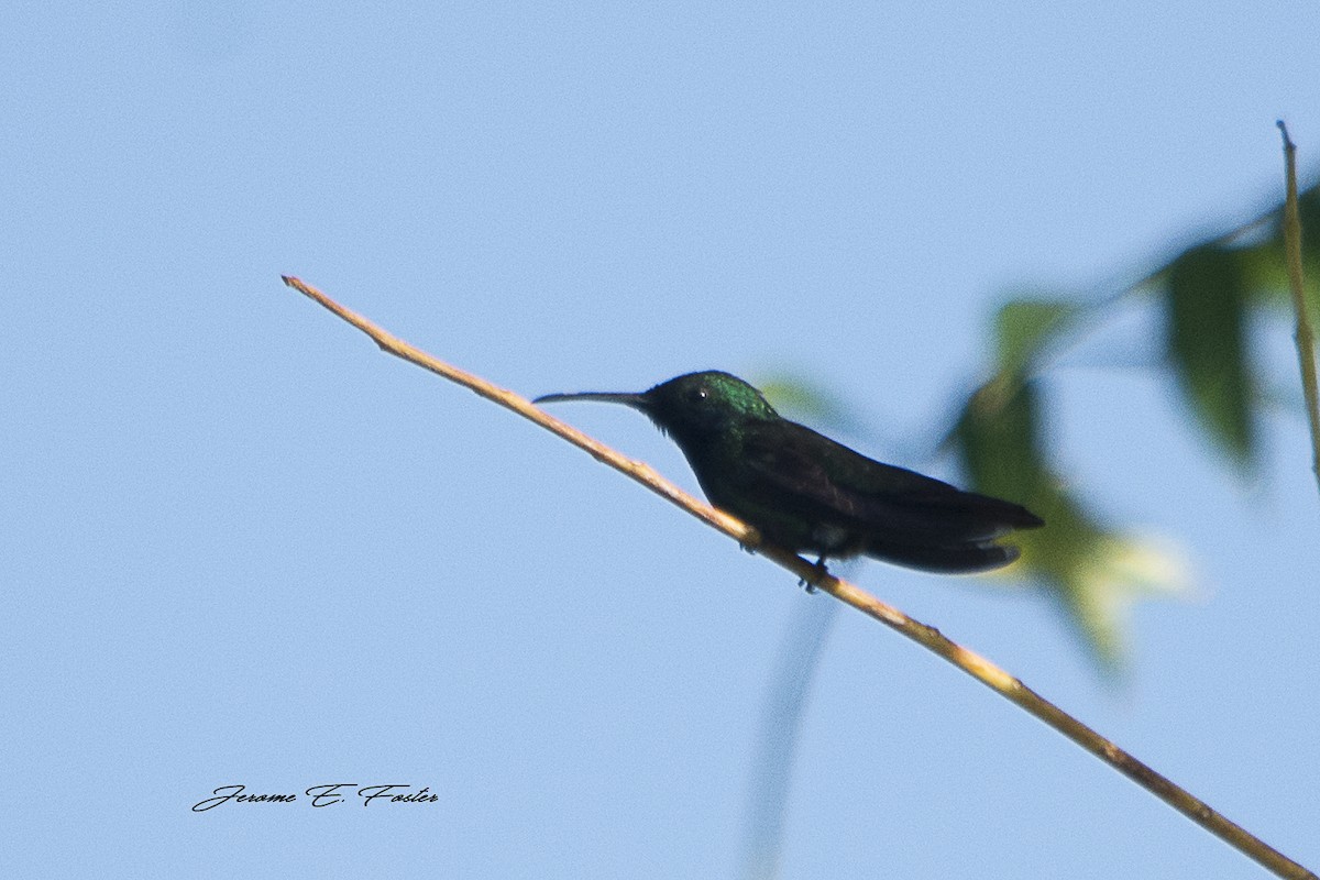 Green-throated Mango - ML97567721