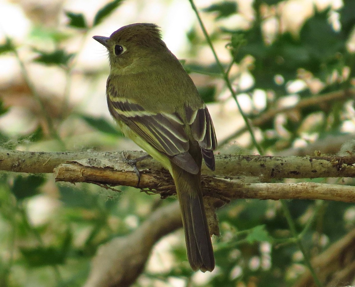 Western Flycatcher (Pacific-slope) - ML97567751