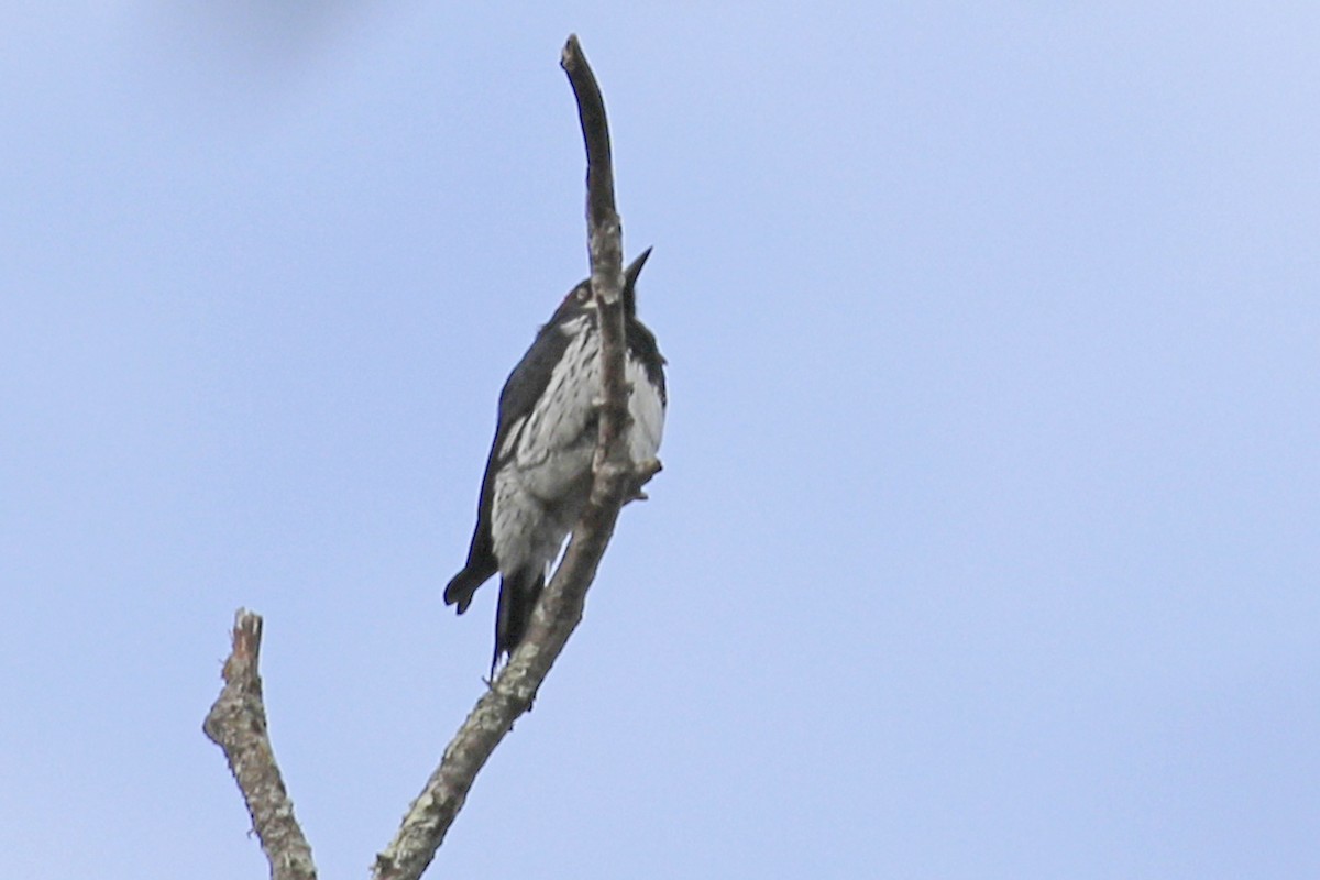 Acorn Woodpecker - ML97569451