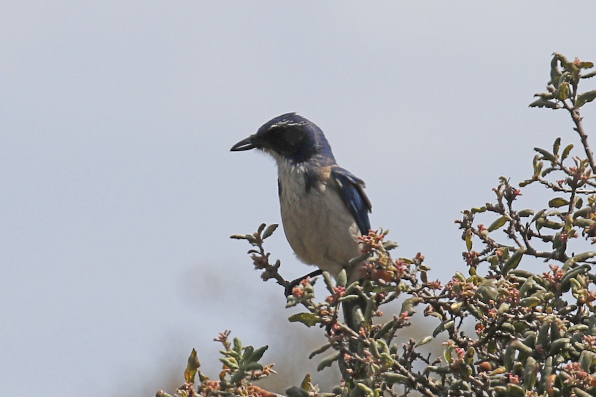 California Scrub-Jay - ML97569871