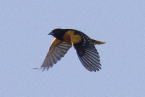Baltimore Oriole - ML97573711