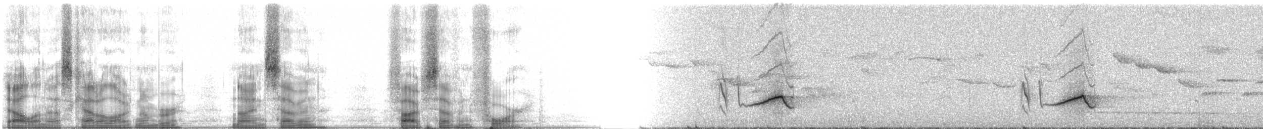 Краснохвостая ванга - ML97574