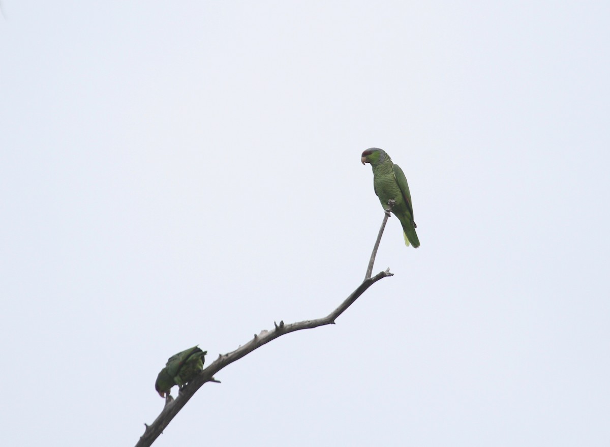 Amazone à couronne lilas - ML97575061