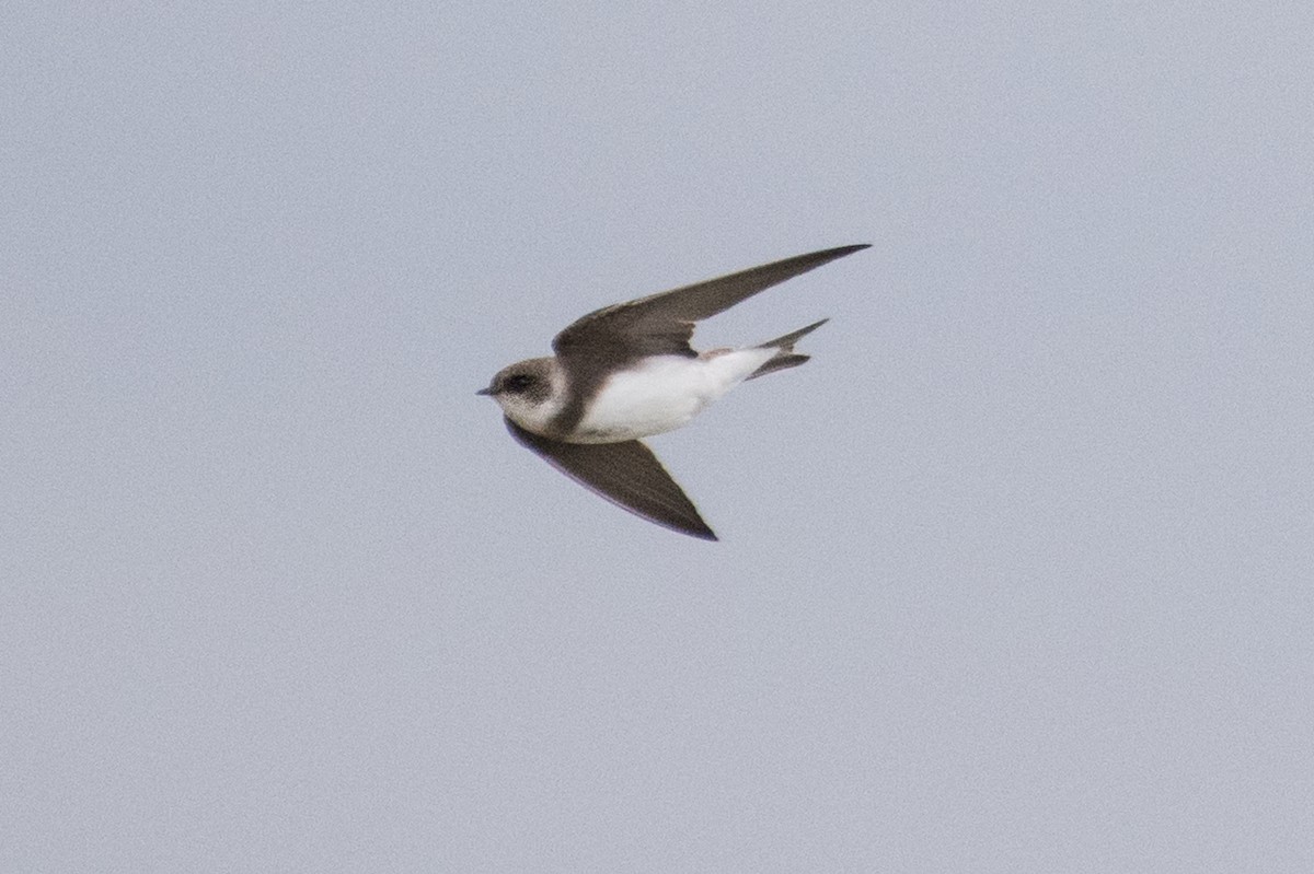 Bank Swallow - ML97576701