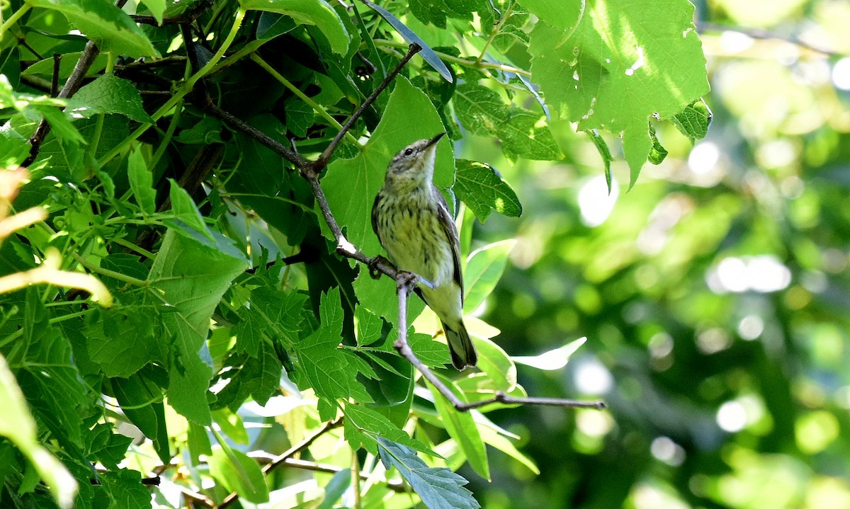Cape May Warbler - ML97578061