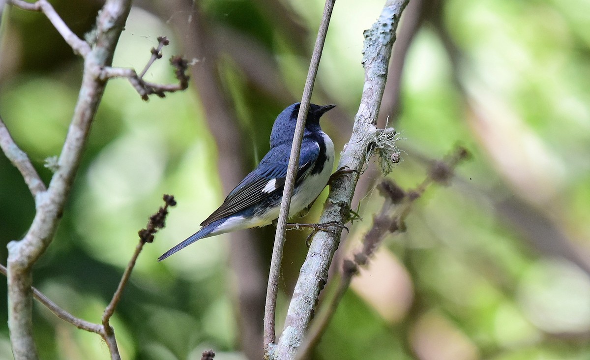Black-throated Blue Warbler - ML97578171